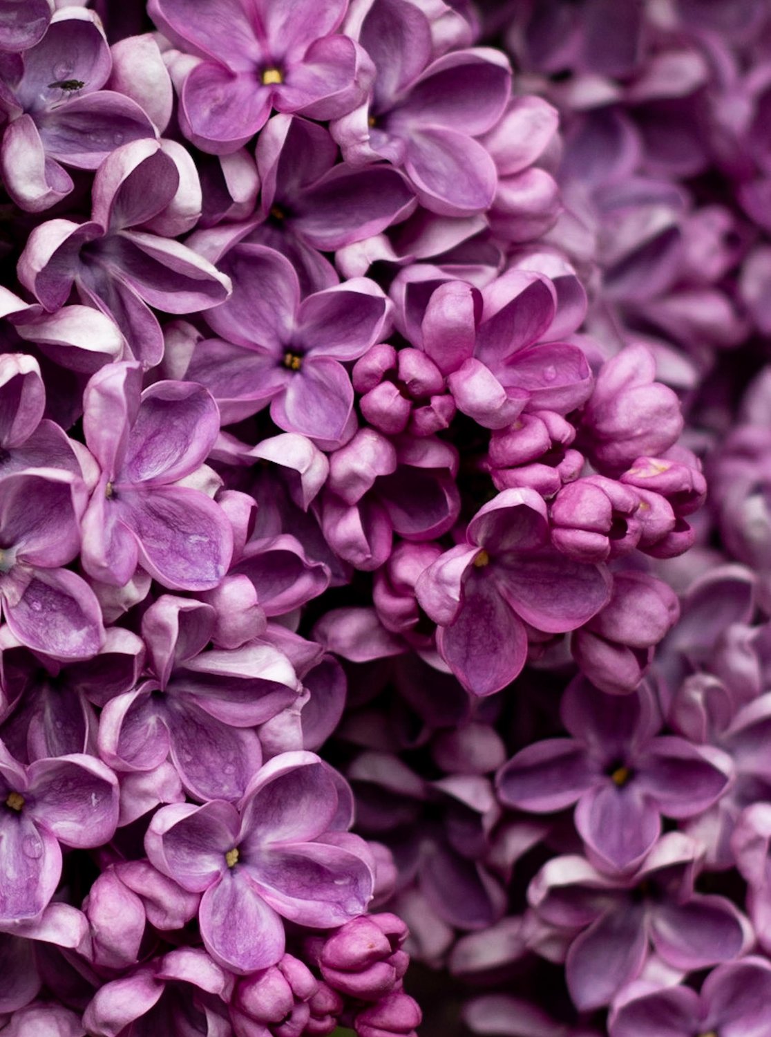 When do lilacs bloom? I actually don't know—but something about them makes me think of spring.